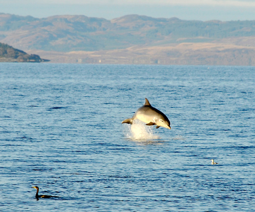 Dolphins near Lochranza