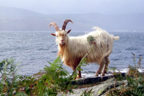 Wild goats on Holy Isle