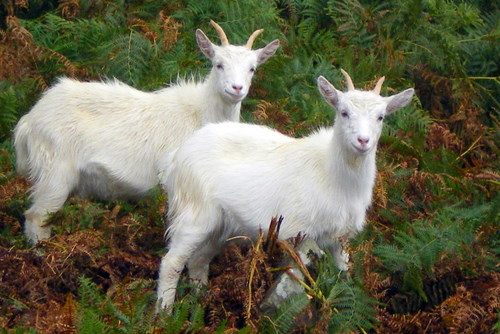 Young goats on Holy Isle
